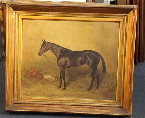 Alfred Grenfell Haigh (1870-1963) Portrait of a horse Beppo 17 x 21in.